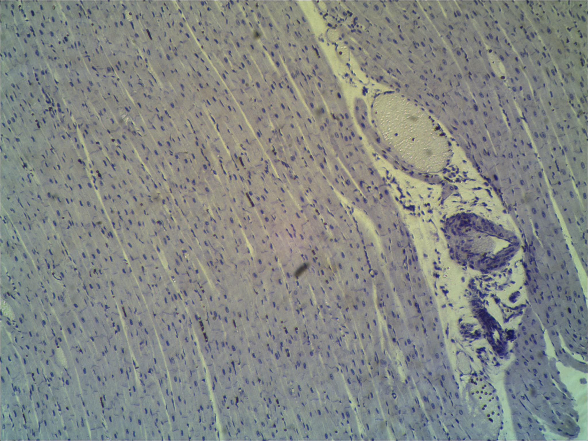 Preparaciones Histológicas Biología I (25 prep) - Imagen 23