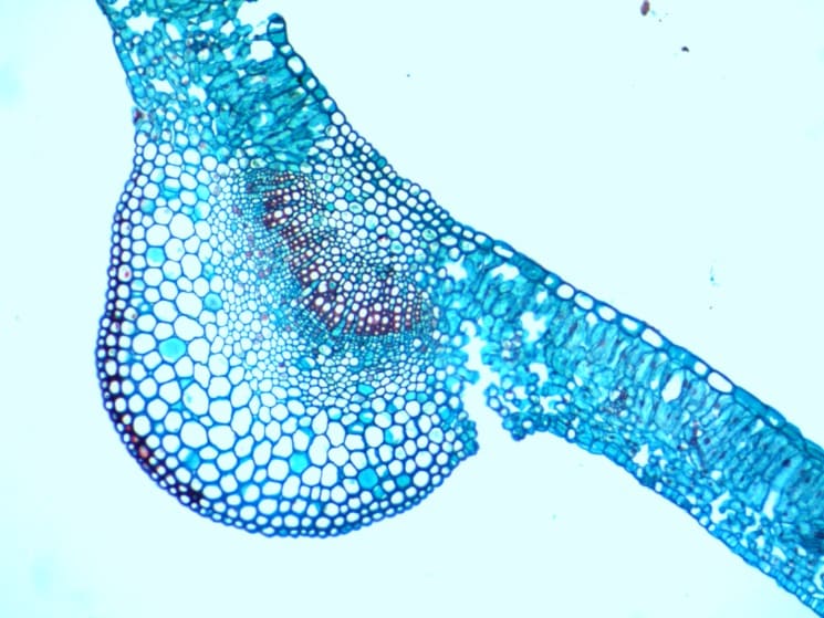 Preparaciones Histológicas Biología II (16 prep) - Imagen 8