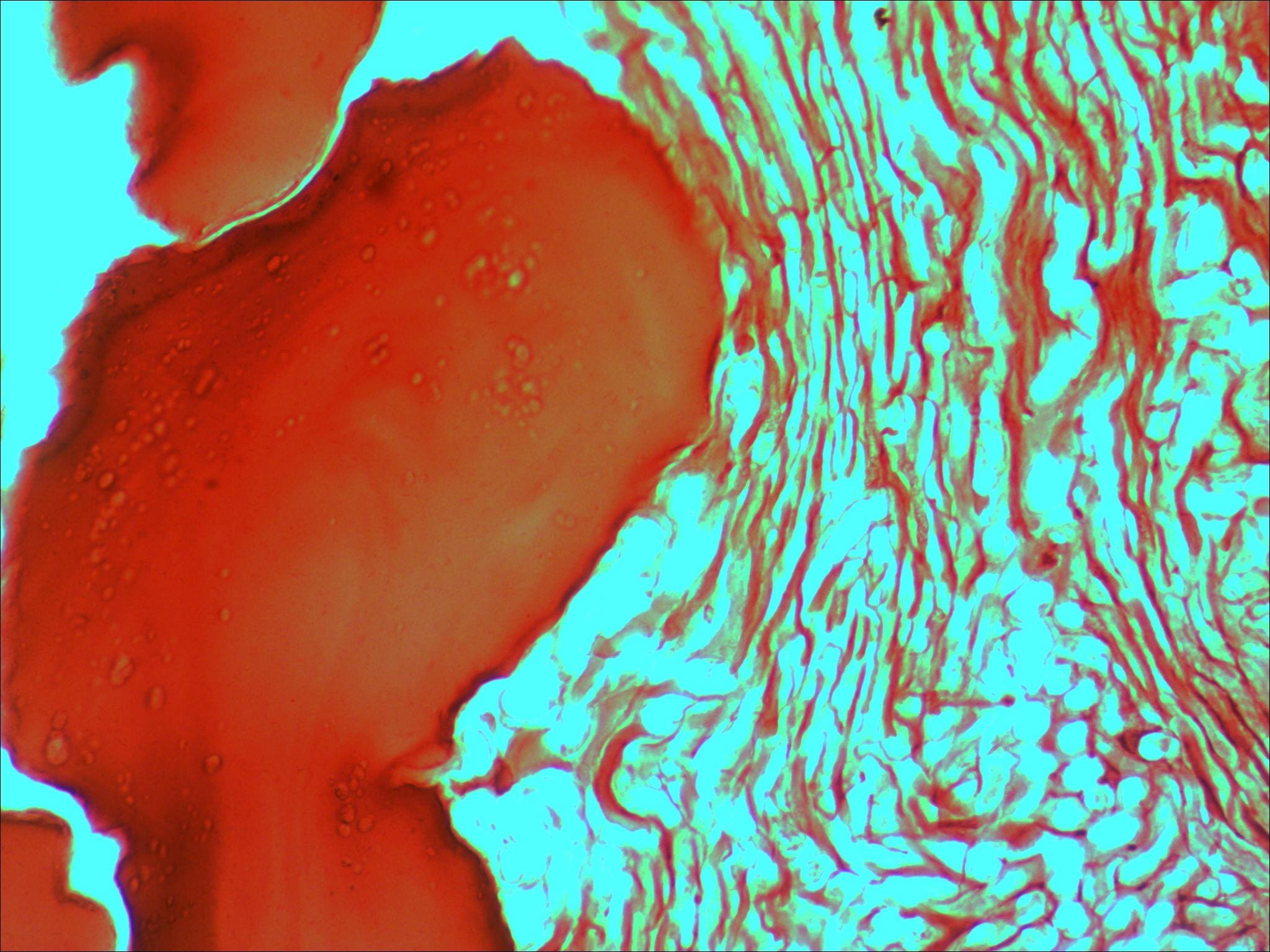 Preparaciones Histológicas Biología III (25 prep) - Imagen 9