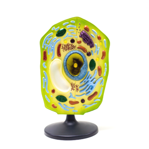 Célula Vegetal - PVC