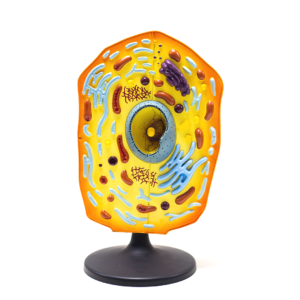 Célula Animal - PVC