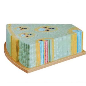 Modelo anatómico Tallo de Planta Monocotiledónea