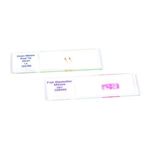 Set de 2 Preparaciones de células vegetales en mitosis con cromosomas visibles