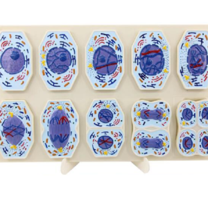 Modelo 3D de las etapas de la Meiosis