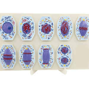 Modelo 3D de las etapas de la Mitosis