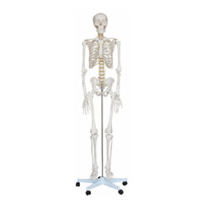 Esqueleto Humano con Soporte (1,8 m)