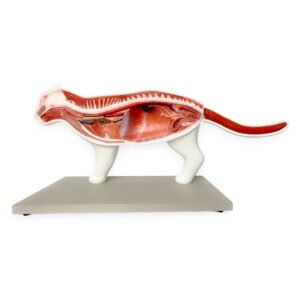Modelo Anatómico de Gato - Desmontable 11 piezas