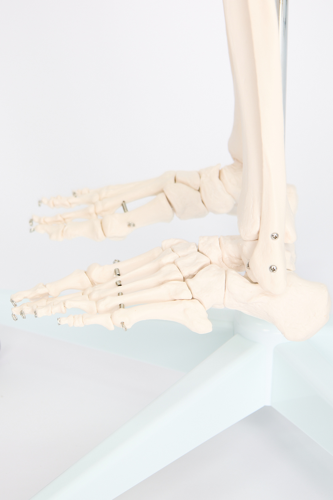 Esqueleto Humano con Soporte (1,8 m) - Imagen 5