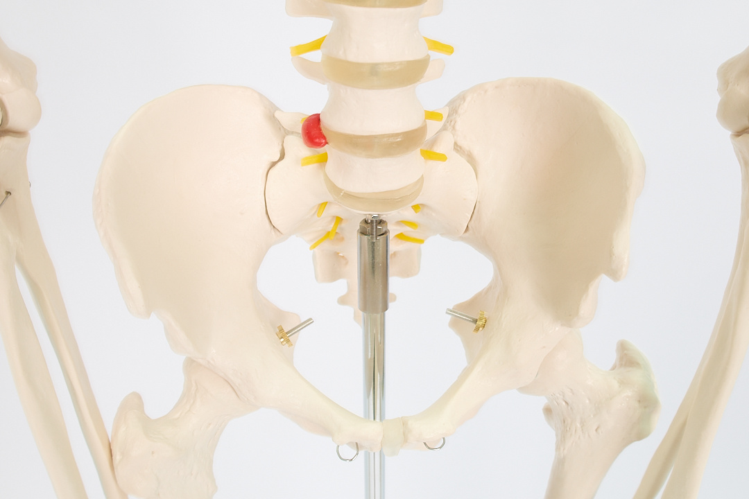 Esqueleto Humano con Soporte (1,8 m) - Imagen 7