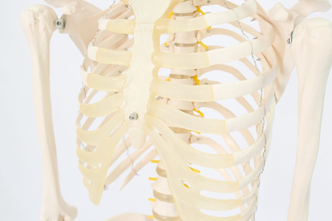 Esqueleto Humano con Soporte (1,8 m) - Imagen 10