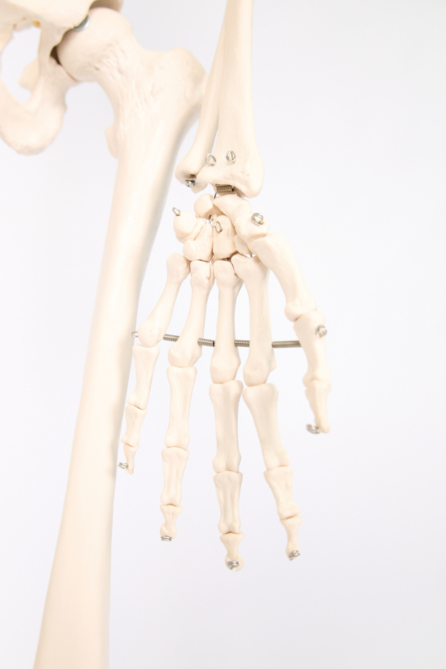 Esqueleto Humano con Soporte (1,8 m) - Imagen 6