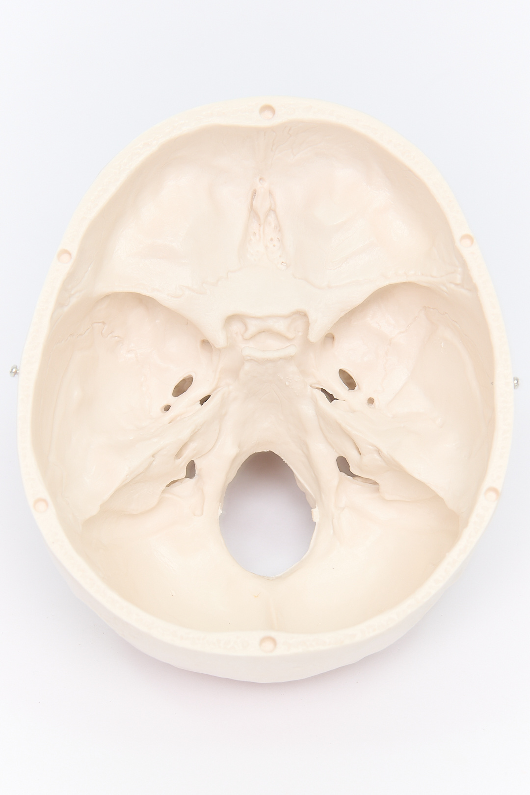 Esqueleto Humano con Soporte (1,8 m) - Imagen 11