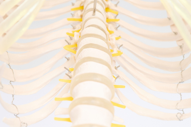 Esqueleto Humano con Soporte (1,8 m) - Imagen 9