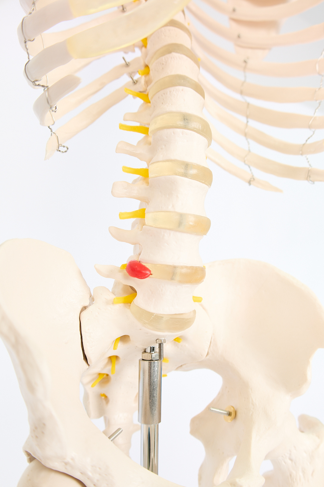 Esqueleto Humano con Soporte (1,8 m) - Imagen 8