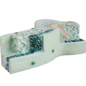 Modelo de Hoja 3d con Cortes Transversales y Longitudinales