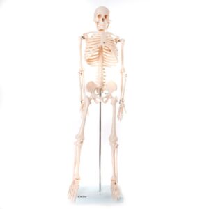Esqueleto Humano con Soporte - 85 Cm