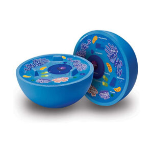 Modelo de Célula Animal - Goma Eva