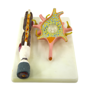 Modelo de Neurona humana - Tamaño aumentado 2500x