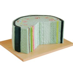 Modelo de Tallo de Planta Dicotiledónea