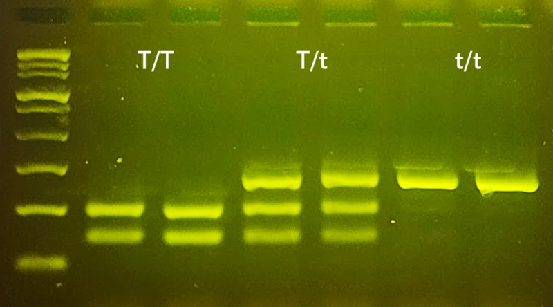 Experiencia miniPCR: MiniPCR Genotipo a Fenotipo - Imagen 2