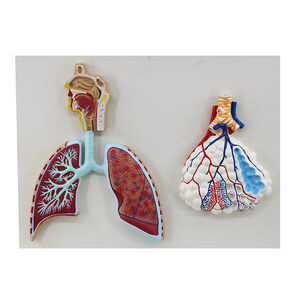 Modelo del Sistema Respiratorio y Alveolos Pulmonares