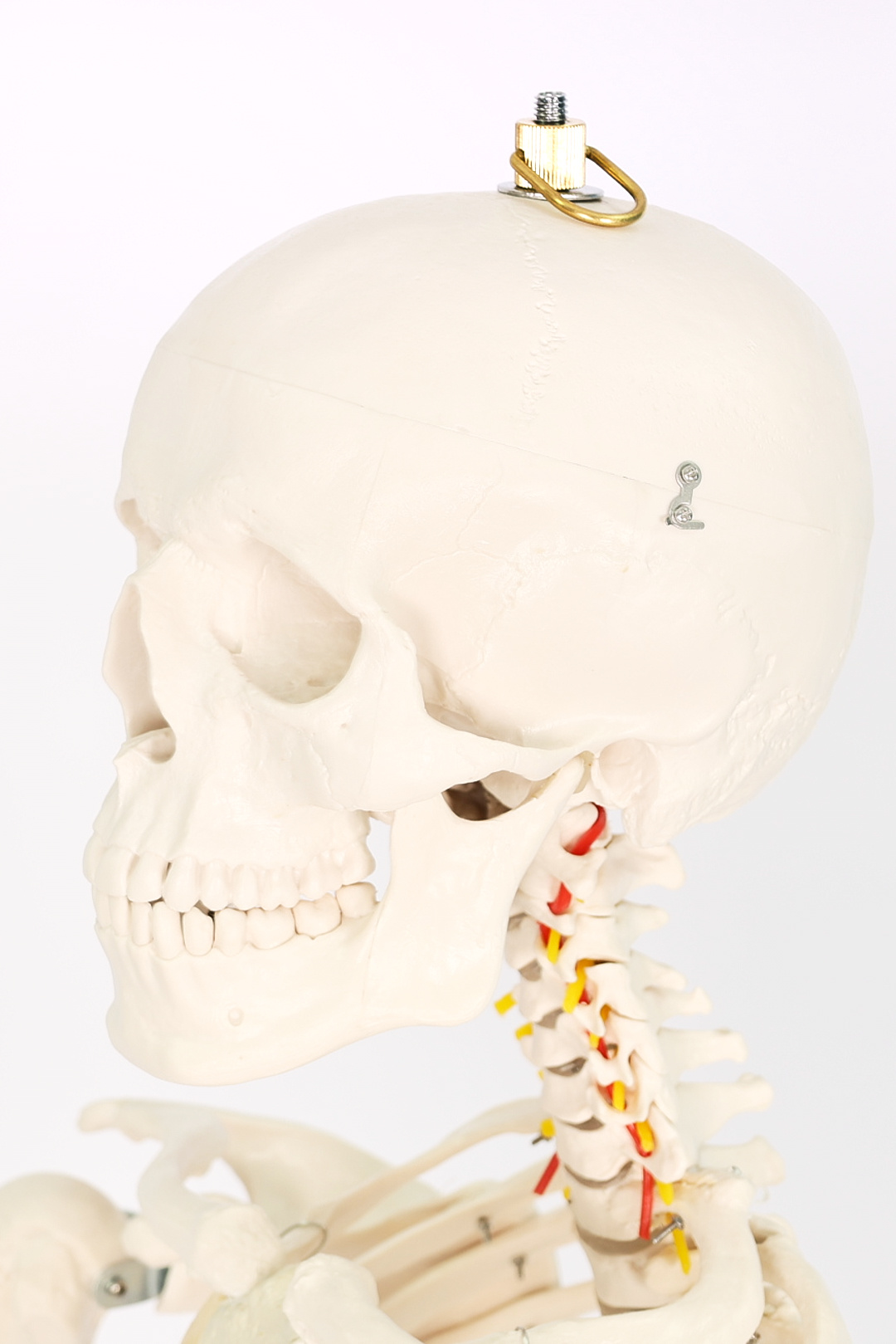 Esqueleto Humano con Soporte (1,8 m) - Imagen 2