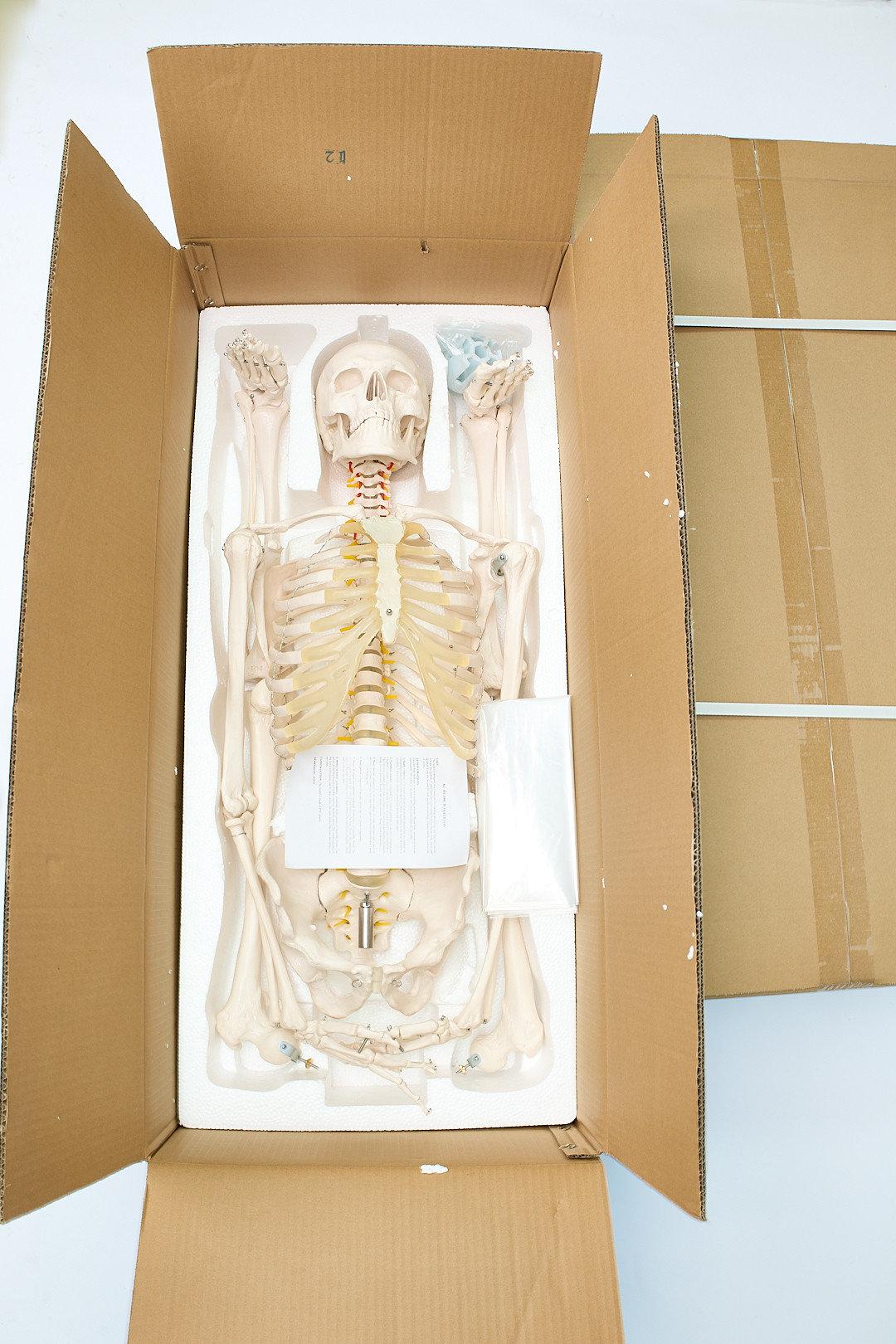 Esqueleto Humano con Soporte (1,8 m) - Imagen 4