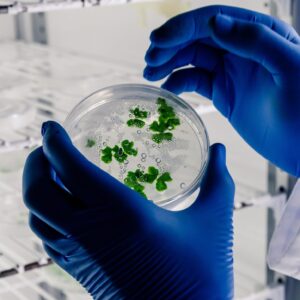 Experiencia miniPCR: Laboratorio Pea de Mendel