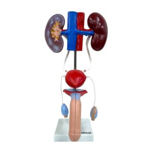 Sistema Urogenital Masculino