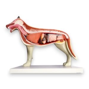 Modelo Anatómico de Perro - Desmontable 9 piezas