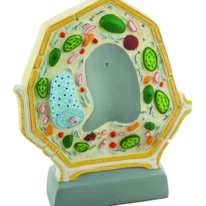 Modelo de Celula Vegetal PVC - 25 Cm - EISCO