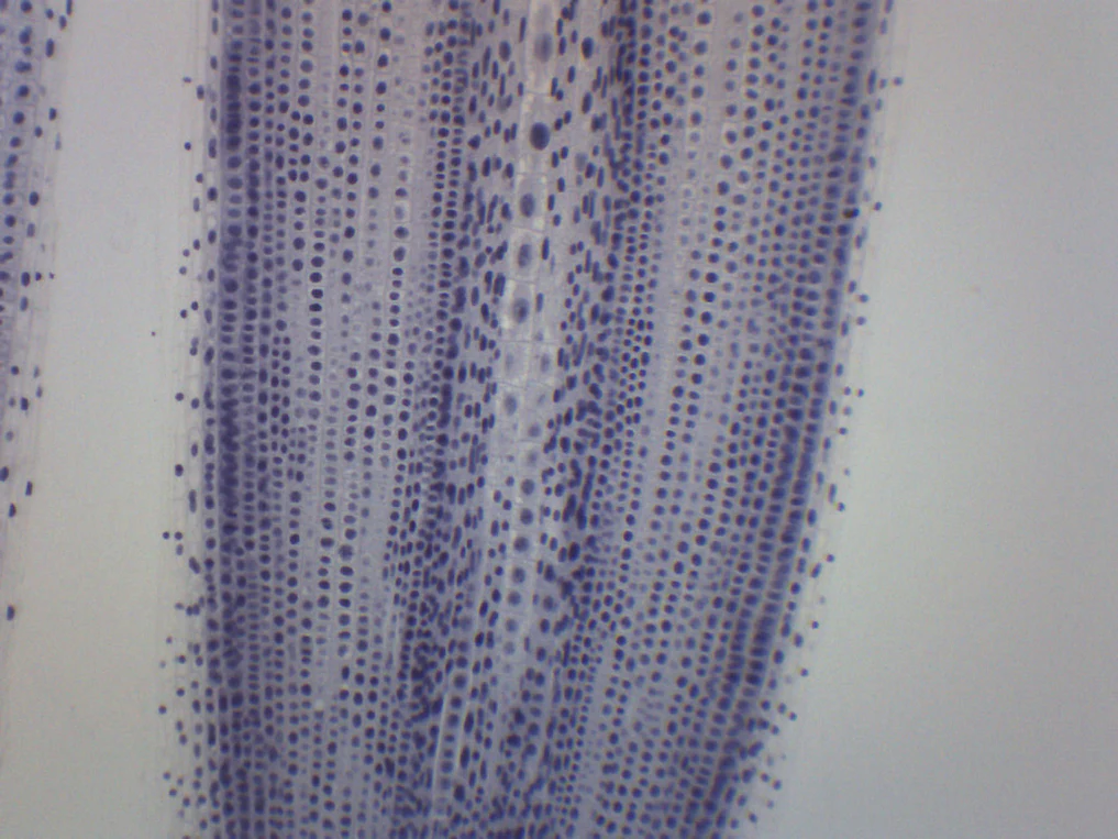 Preparaciones Histológicas de Mitosis- Áscaris y Cebolla - Imagen 3