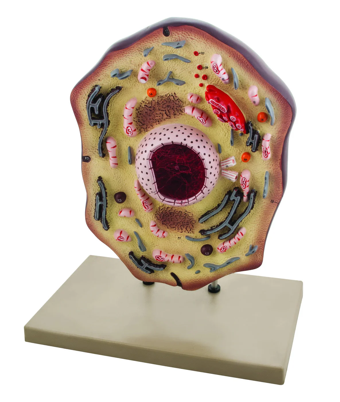 Modelo de Celula Animal PVC - 25 Cm- EISCO