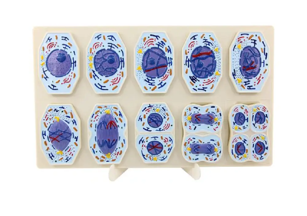 Modelo 3D de las etapas de la Meiosis