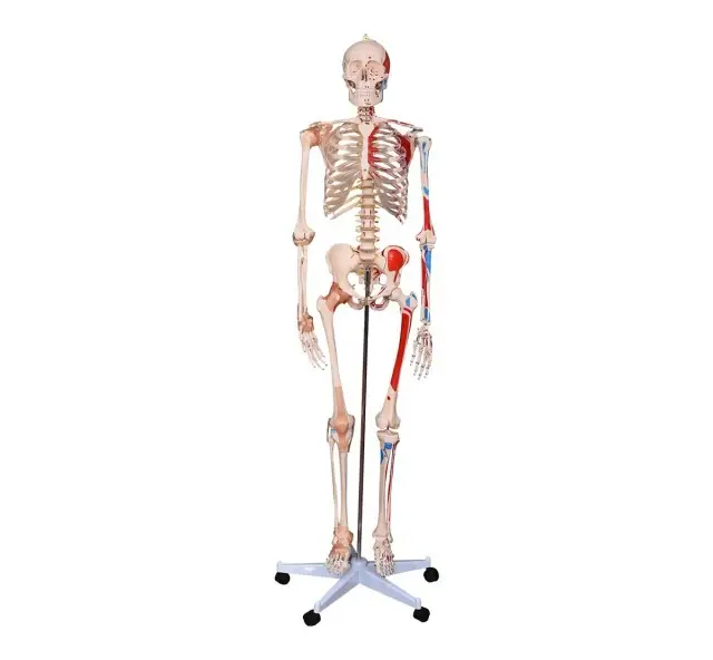 Esqueleto Humano con Inserciones musculares y Ligamentos - 180 Cm