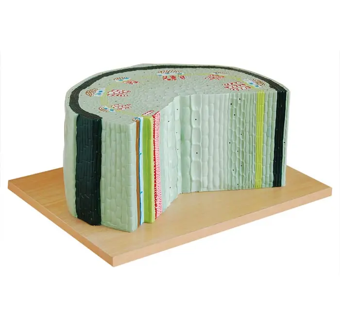 Modelo de Tallo de Planta Dicotiledónea