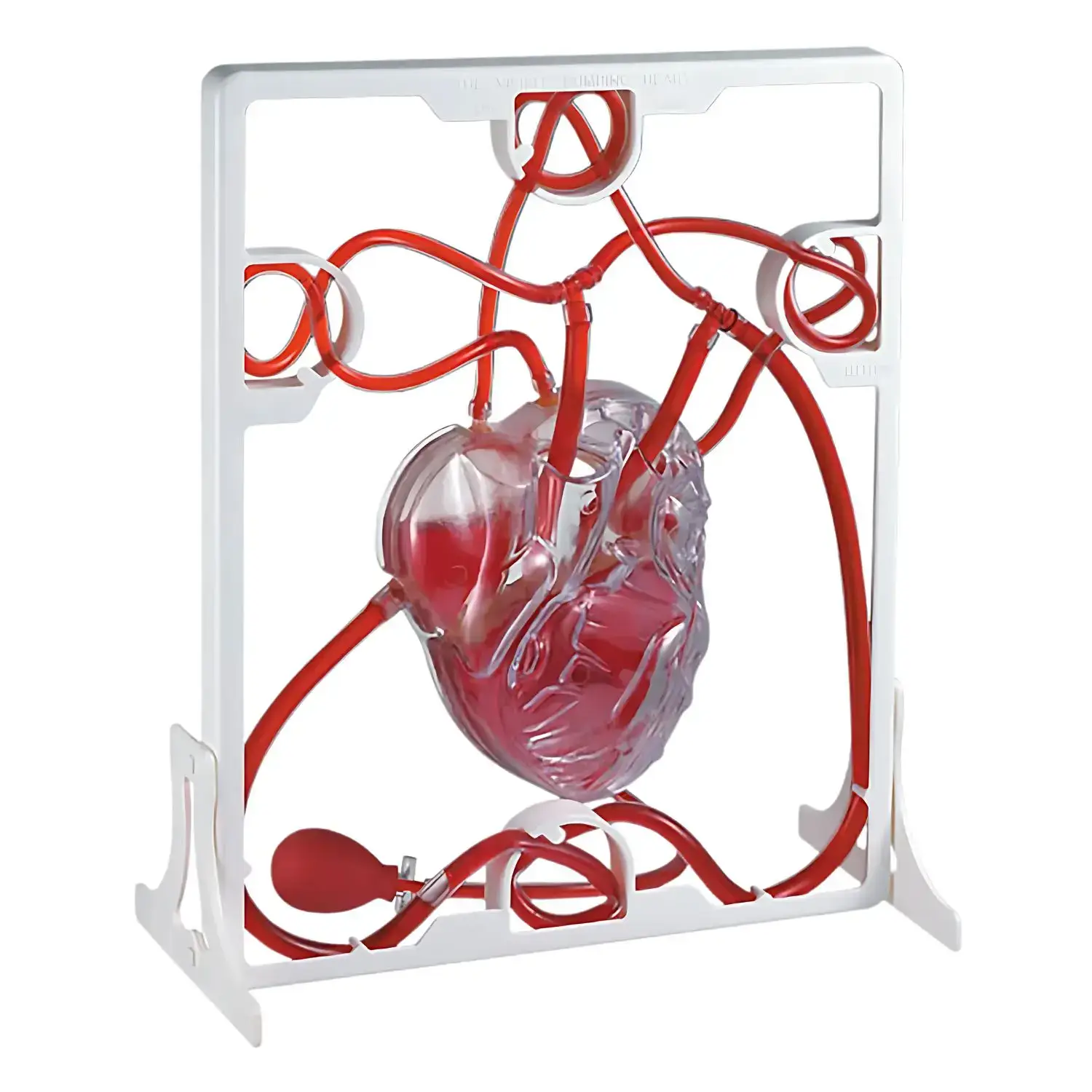 Modelo Funcional de Bombeo del Corazón Humano