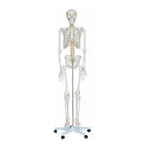 Esqueleto Humano con Soporte (1,8 m)