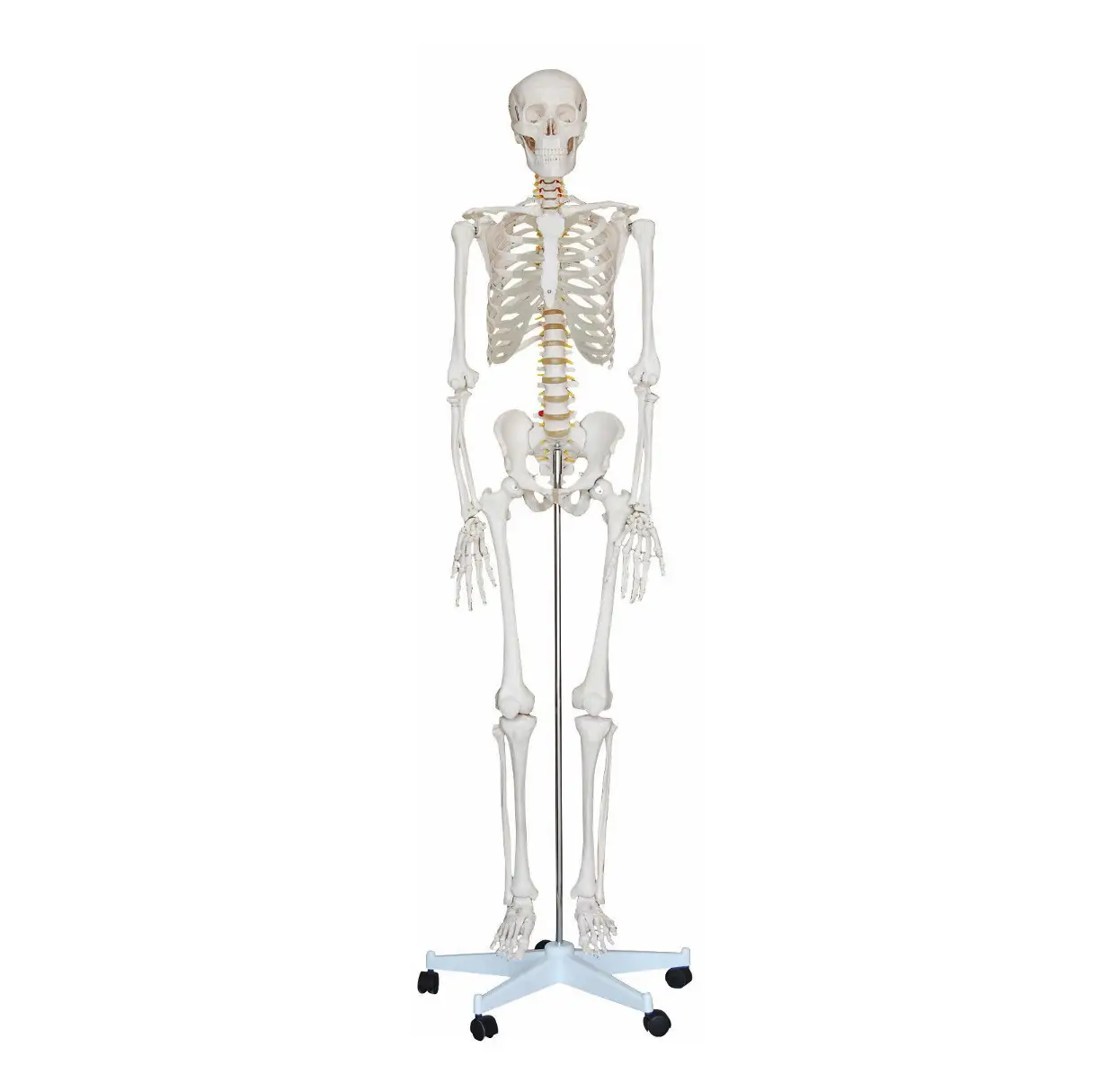 Esqueleto Humano con Soporte (1,8 m)