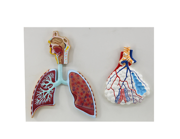 Modelo del Sistema Respiratorio y Alveolos Pulmonares