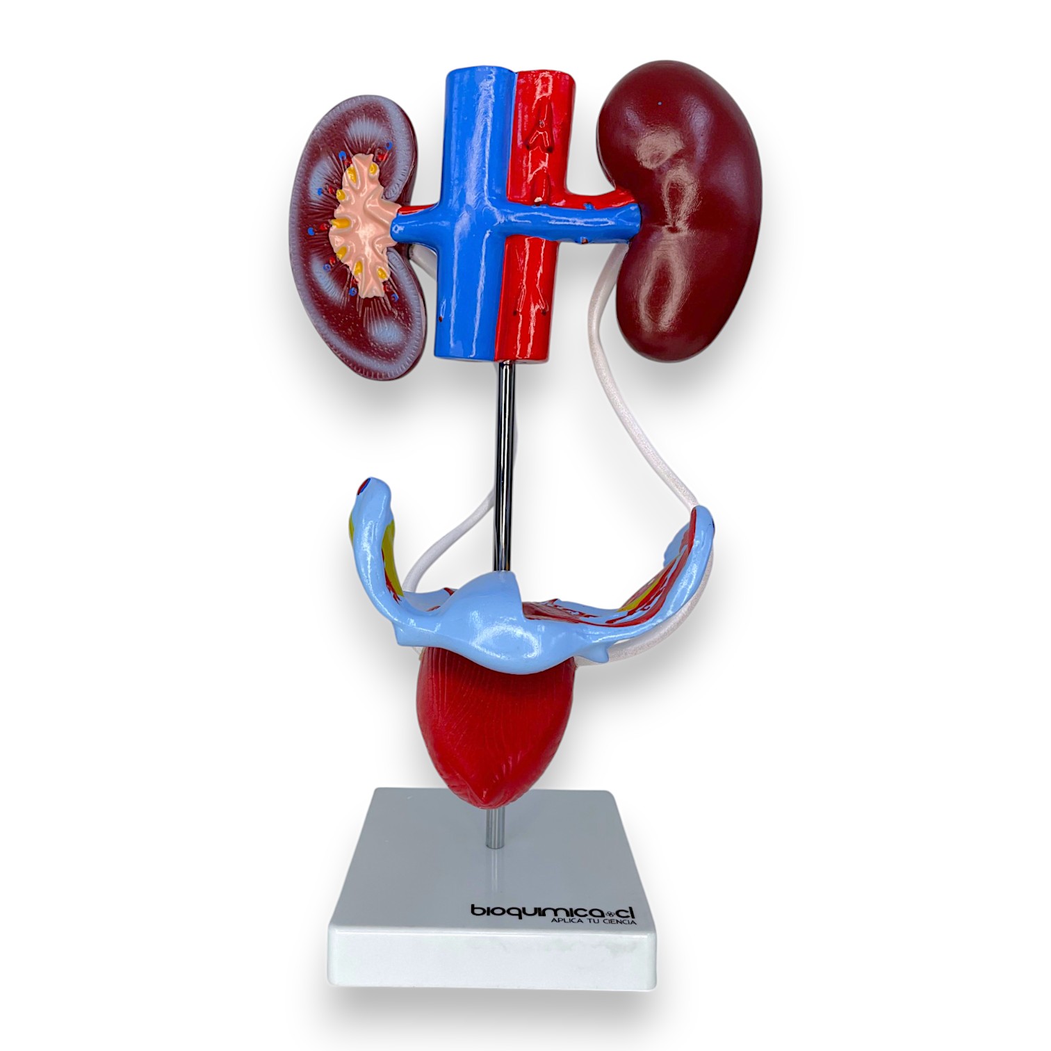 Sistema Urogenital Femenino