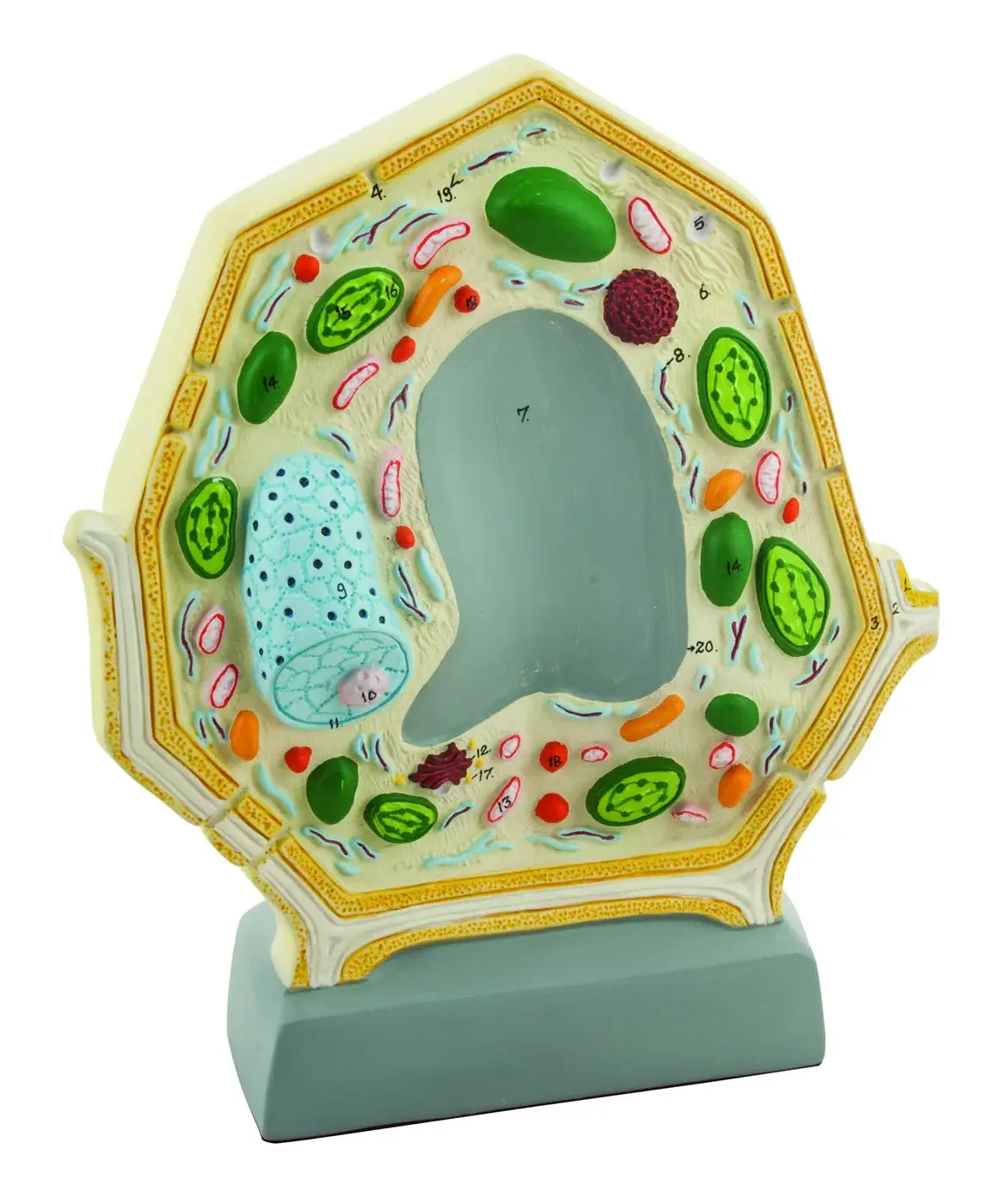 Modelo de Celula Vegetal PVC - 25 Cm - EISCO